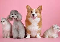 Animais e Cia em Ibiúna